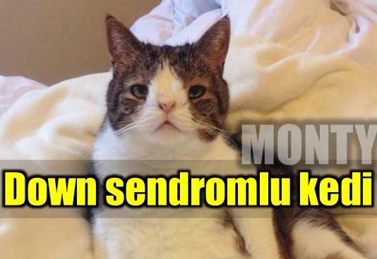 down sendromlu kedi monty