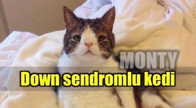 down sendromlu kedi monty