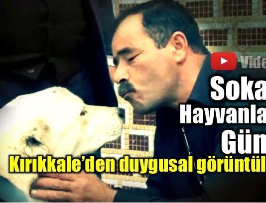 Sokak Hayvanları Günü'ne damgasını vuran hikaye