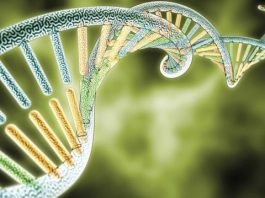 Obezite geni zayıf olmanıza engel mi?