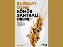 TEMA Vakfı: "Buğdayı üzme kömür santrali dikme" kampanyası