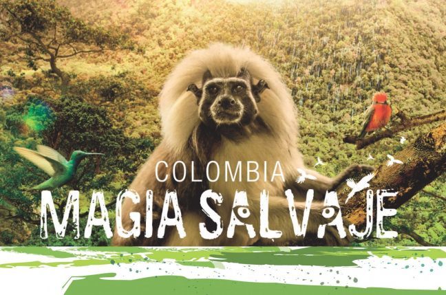 Kolombiya - Vahşi Büyü