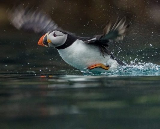 Vahşi yaşam fotoğraf serisi: Nesli tükenmekte olan hayvanlara bakış