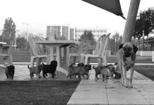 TOBB Ekonomi ve Teknoloji Üniversitesi Hayvan Severler Topluluğu tobb ekonomi ve teknoloji üniversitesi hayvan severler topluluğu bulut ve yavruları