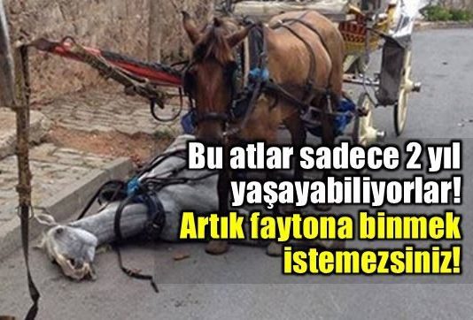 Faytonların at katliamı: Yılda 800 at ölüyor!