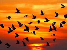 Göçmen kuşların tehlikeli yolculukları