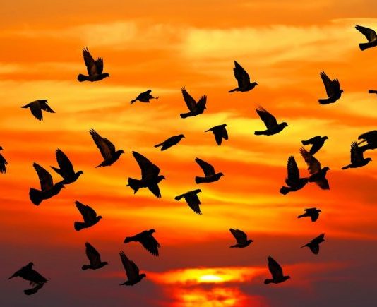 Göçmen kuşların tehlikeli yolculukları