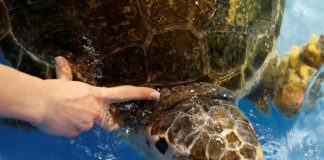 Kaplumbağa Dilek sağlığına kavuştu: Denize salınacağı günü bekliyor!