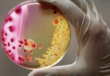 Mikrobiyom haritası: İnsana dair yeni bir kavram ortaya çıktı