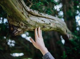 dünya çevre günü