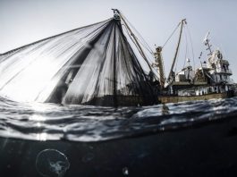 Lüfer Belgeseli: Bir belgesel bir balığın soyunu kurtarabilir mi?