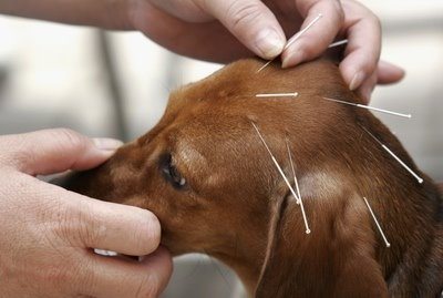 Akupunkturcu Akupunktur veteriner