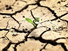 Çölleşme ile mücadele için neler yapılmalı?
