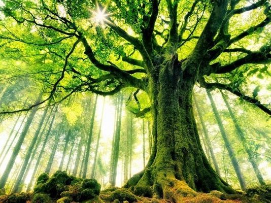 Yavaşla! Herkes koşturmaktan şikayetçi!