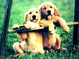 Hak eden insanlara yönelik ifadelerde hayvanlara haksızlık