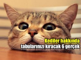 Kediler hakkında içinizi ısıtacak 6 gerçek