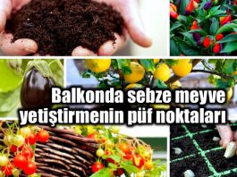 Balkonda sebze meyve nasıl yetiştirilir?
