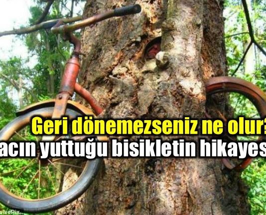Geri dönemeyenler: Ağacın yuttuğu bisikletin hikayesi