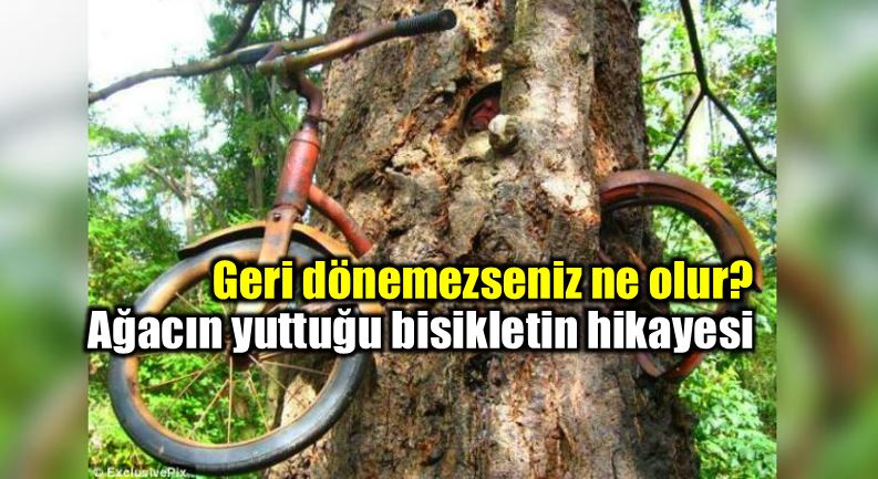 Geri dönemeyenler: Ağacın yuttuğu bisikletin hikayesi