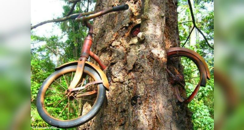 Geri dönemeyenler: Ağacın yuttuğu bisikletin hikayesi