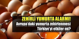 zehirli yumurta Avrupa yumurta zehirlenmesi Türkiye