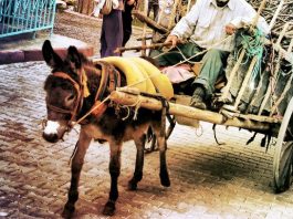 Arabanız yoksa eşeğe binin fakirler!