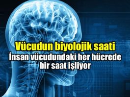 Vücudun biyolojik saati nedir? Nobel Tıp Ödülü alan çalışma
