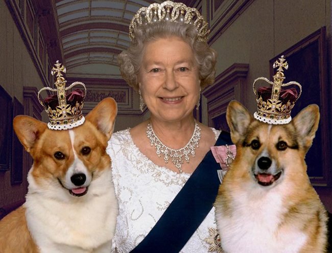 Kraliçe köpeklerini gerçekten her yere götürür