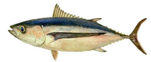 ton balığı