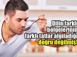Dilin farklı bölgelerinin farklı tatlar algıladığı doğru değilmiş!