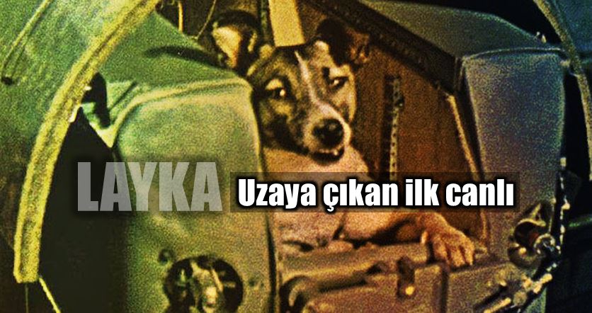 Layka: Uzaya gönderilen ilk canlı olma özelliği taşıyan köpek