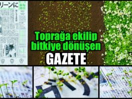toprağa ekilip bitkiye dönüşen tohum gazete Mainichi Shimbunsha japonya