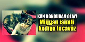 İstanbul Gaziosmanpaşa bağlarbaşı kediye tecavüz