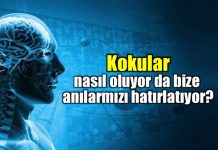 Kokular anıları nasıl hatırlatıyor?