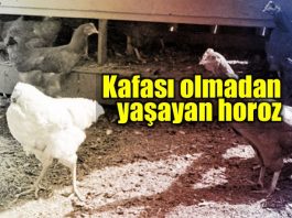 Kafası olmadan yaşayan horoz Mike hikayesi