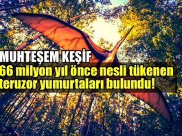 66 milyon yıl önce nesli tükenen teruzor yumurtaları bulundu!