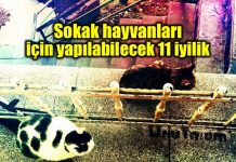 Sokak hayvanları için yapılabilecek iyilikler kadıköy belediyesi