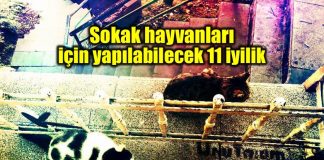 Sokak hayvanları için yapılabilecek iyilikler kadıköy belediyesi