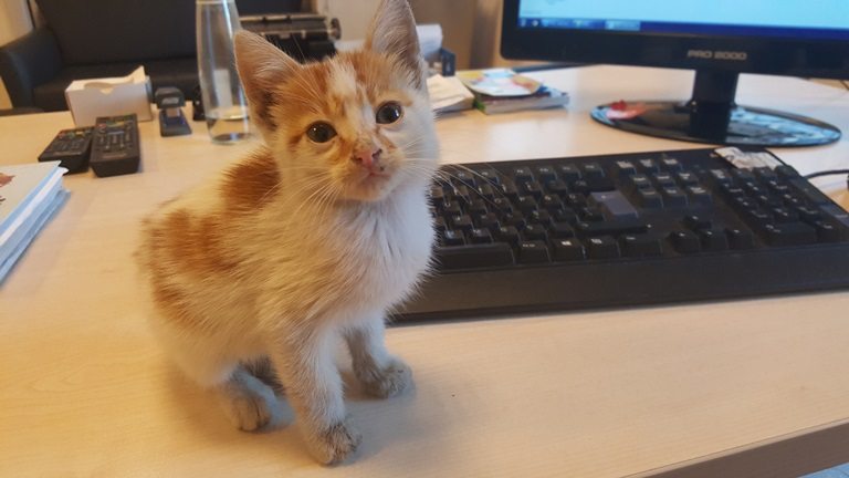 sokak kedisi kedi ofis iş yeri