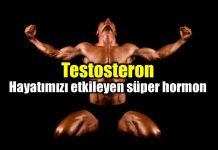 Testosteron: Hayatı etkileyen süper hormon Testosteron: Hayatı etkileyen süper hormon