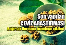 Ceviz: Bağırsak florası dostu cevizin faydaları Ceviz: Bağırsak florası dostu cevizin faydaları