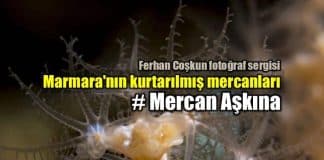 Mercan Aşkına: Ferhan Coşkun fotoğraf sergisi (Adamer projesi)