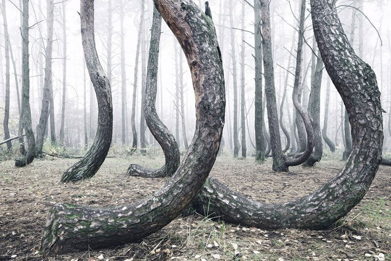 polonya eğri orman gryfino crooked forest