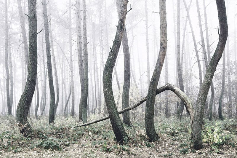 polonya eğri orman gryfino crooked forest