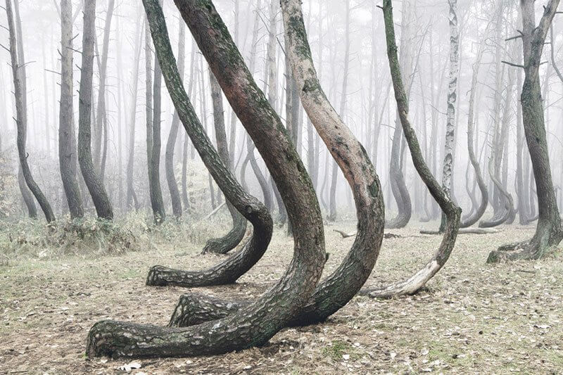 polonya eğri orman gryfino crooked forest