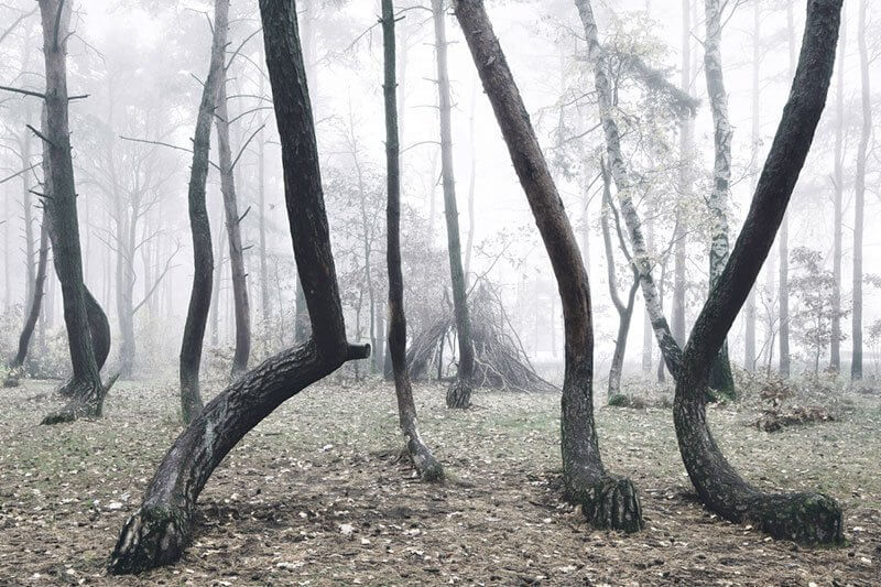 polonya eğri orman gryfino crooked forest