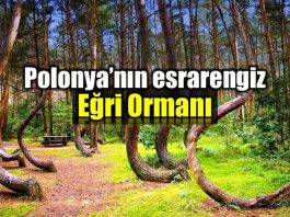 Polonya gizemli eğri orman Gryfino