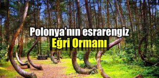 Polonya gizemli eğri orman Gryfino