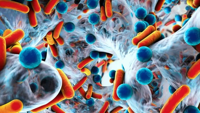 Bakteriler ne yapar?