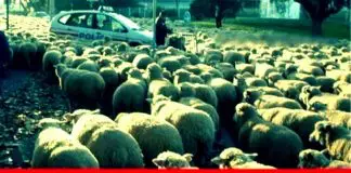 Kronik Gevşeklik Hastalığı 24 Haziran seçimleri: Kronik gevşeklik hastalığı